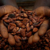 Ausbeutung auf Kakaoplantagen: Schokolade aus Kinderarbeit 