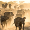 Drohung aus Botswana: 10 000 Elefanten sollen nach London kommen!