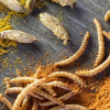 Grillenmehl in Lebensmitteln: EU erlaubt Beimischung von Insektenpulver