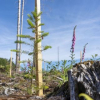 Waldzustandsbericht 2022: Fichte schlägt keine Wurzeln mehr