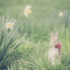 Osterhase: Ein Theologe erklärt, was Hasen mit Ostern zu tun haben - WELT