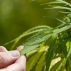 Gesetzentwurf zu Cannabis: Legalisierung in zwei Schritten