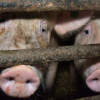Gesetz zur Kennzeichnung der Tierhaltung: Özdemirs Fleischsiegel kommt