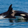 Ocean Race: "Unheimlicher Moment": Orcas stoppen zwei Boote