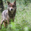 Abschüsse von Wölfen sollen leichter werden: Grünen-Ministerin plant neues Gesetz